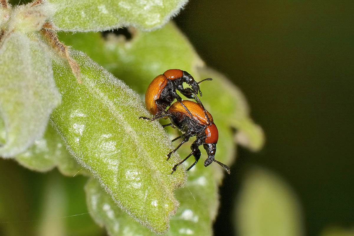 Attelabus nitens, su Leccio.